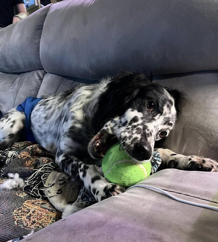 Available - Marios (located in USA), a Adoptable English Setter in Gainesville, FL image 2/6