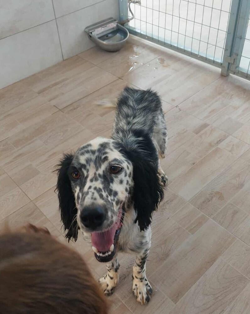 Available - Marios (located in USA), a Adoptable English Setter in Gainesville, FL image 3/6