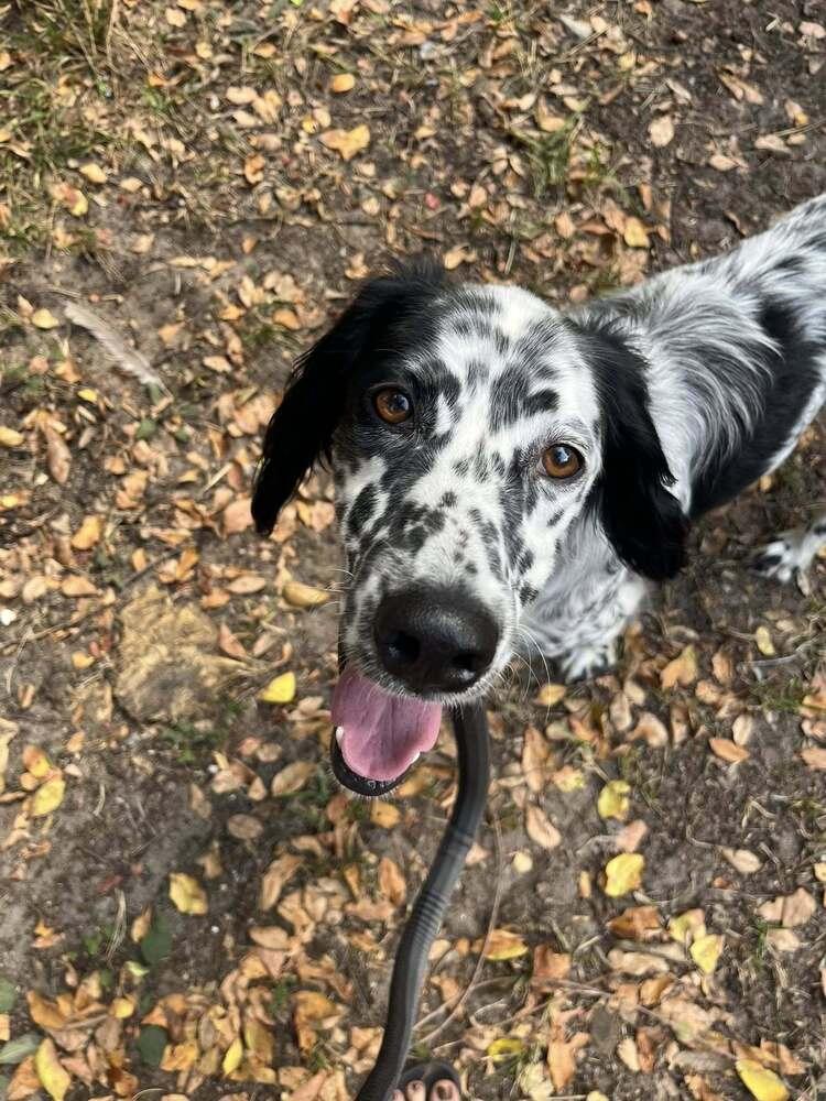 Available - Marios (located in USA), a Adoptable English Setter in Gainesville, FL image 4/6