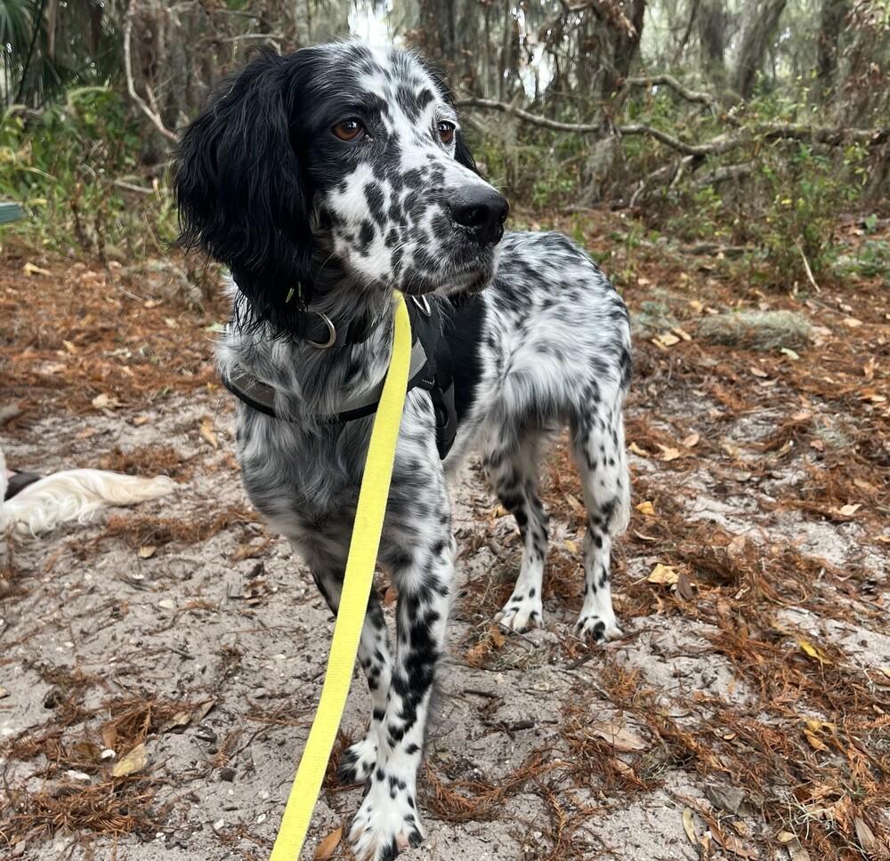 Available - Marios (located in USA), a Adoptable English Setter in Gainesville, FL image 5/6