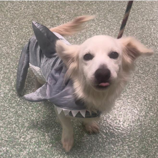 Hobbs, Adoptable, Senior Male Dachshund.