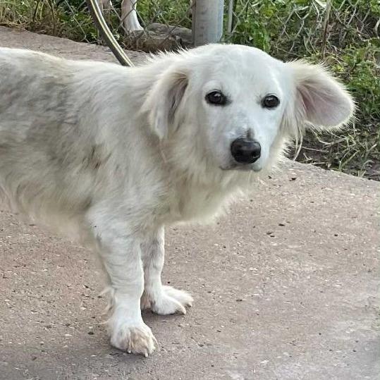 Hobbs, a Adoptable mixed breed in Calverton, NY image 1/2