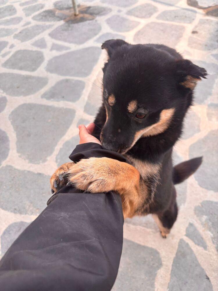 Geomdoong, Adoptable, Adult Female Jindo.