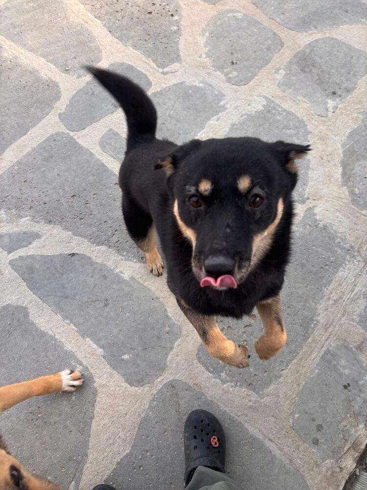 Geomdoong, a Adoptable Jindo in Long Island City, NY image 3/6