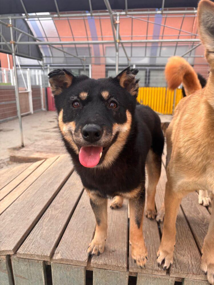 Geomdoong, a Adoptable Jindo in Long Island City, NY image 4/6