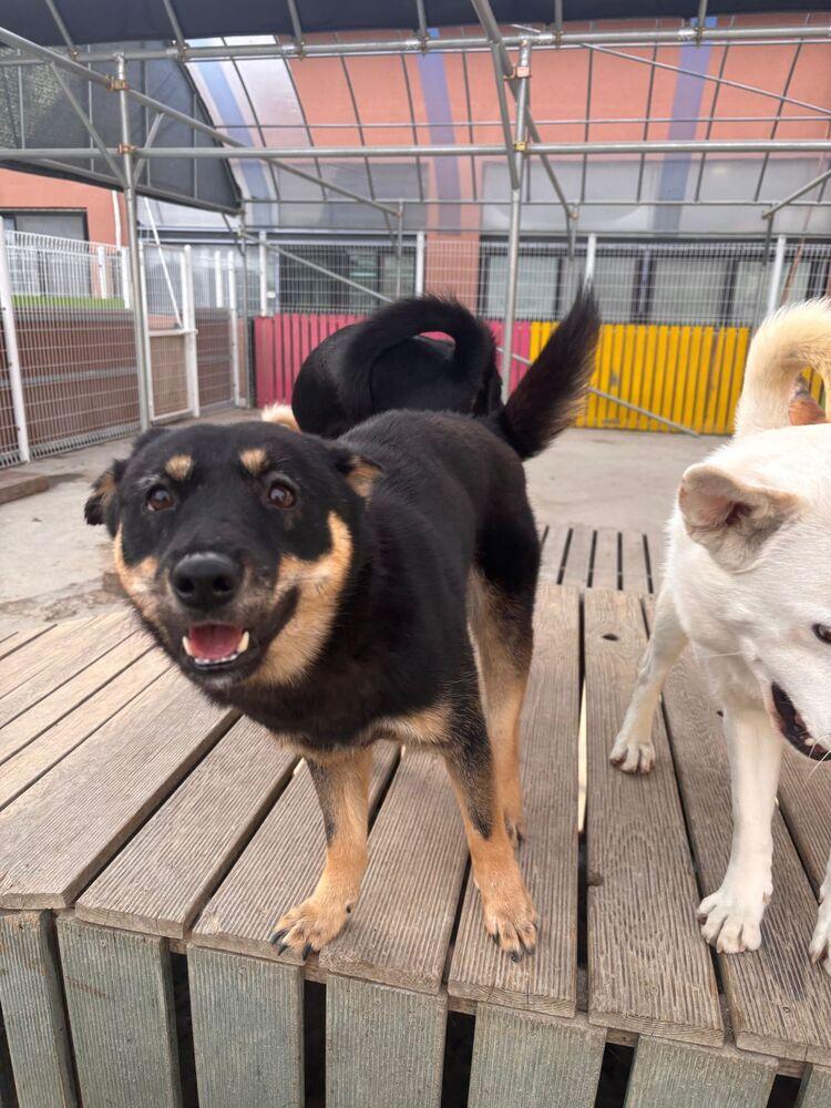 Geomdoong, a Adoptable Jindo in Long Island City, NY image 5/6