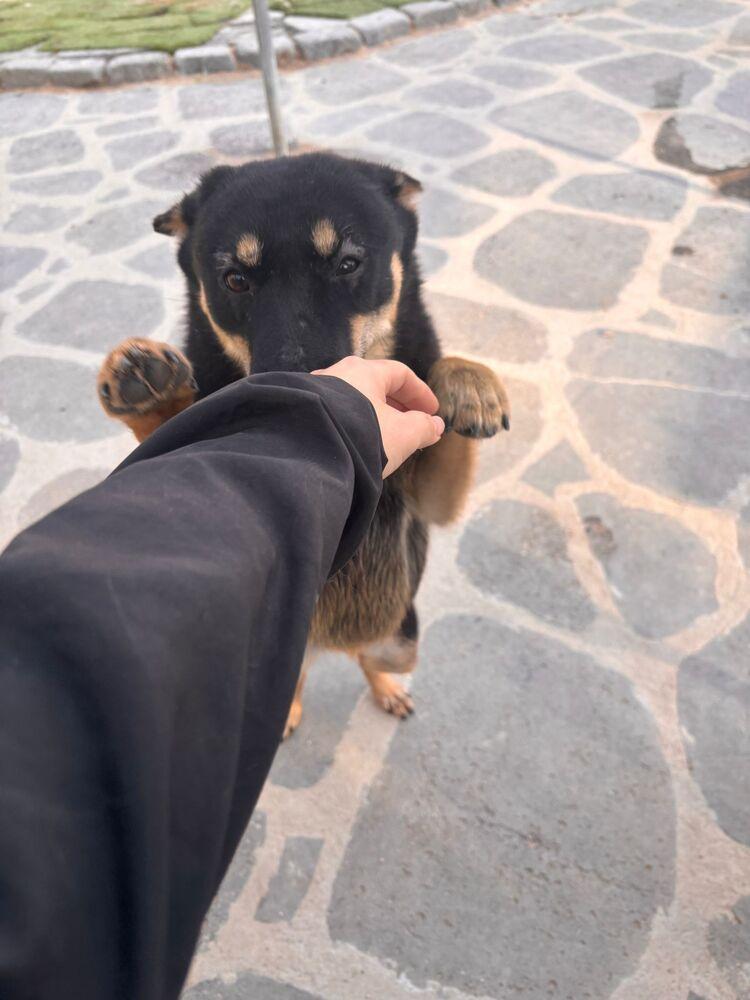 Geomdoong, a Adoptable Jindo in Long Island City, NY image 6/6