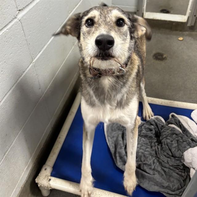 SANDY CHEEKS, Adoptable, Adult Female Irish Wolfhound & Mixed Breed.