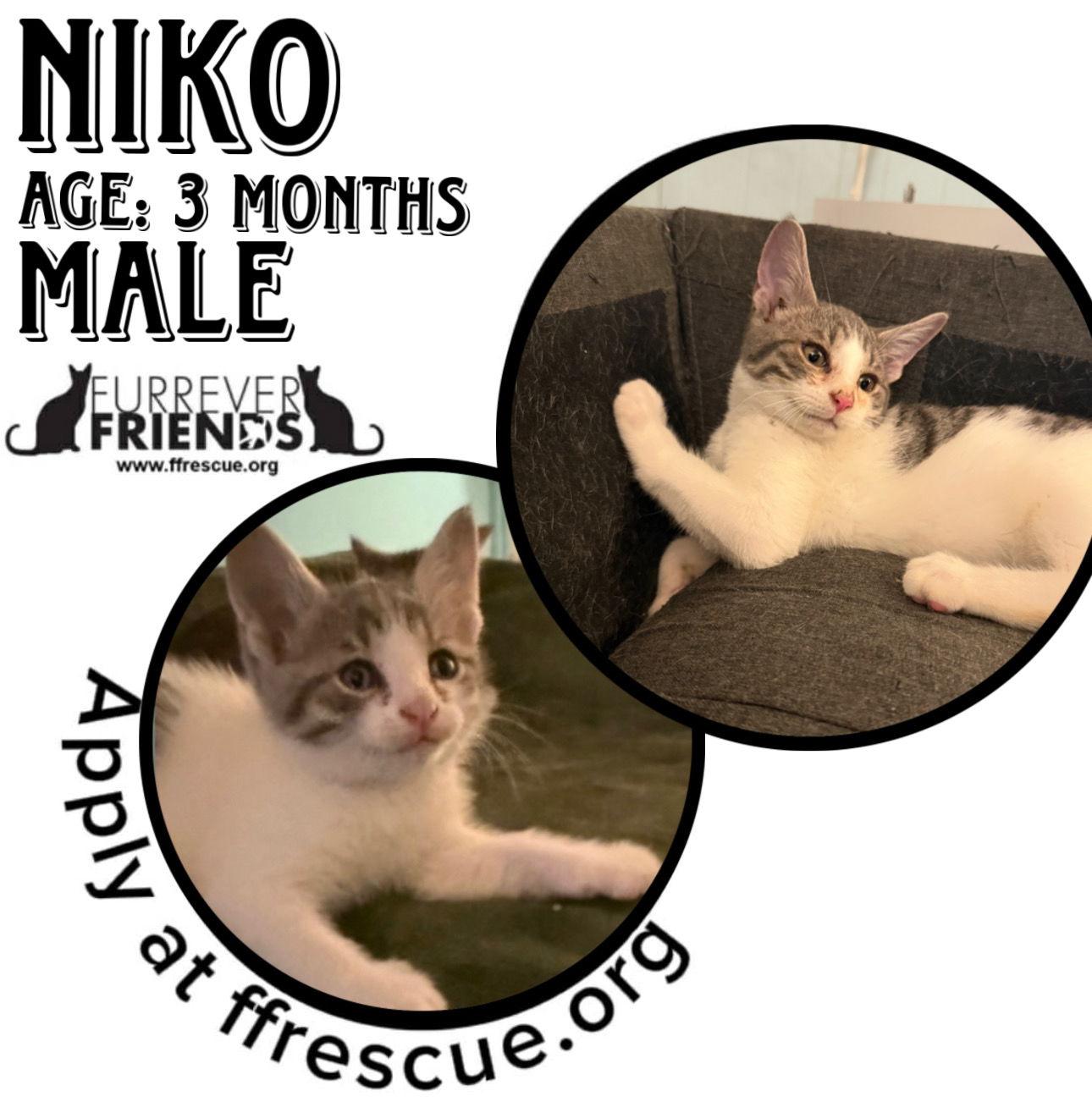 Enlarge Niko, a Adoptable Domestic Short Hair in Woodbury, NJ image 1/1