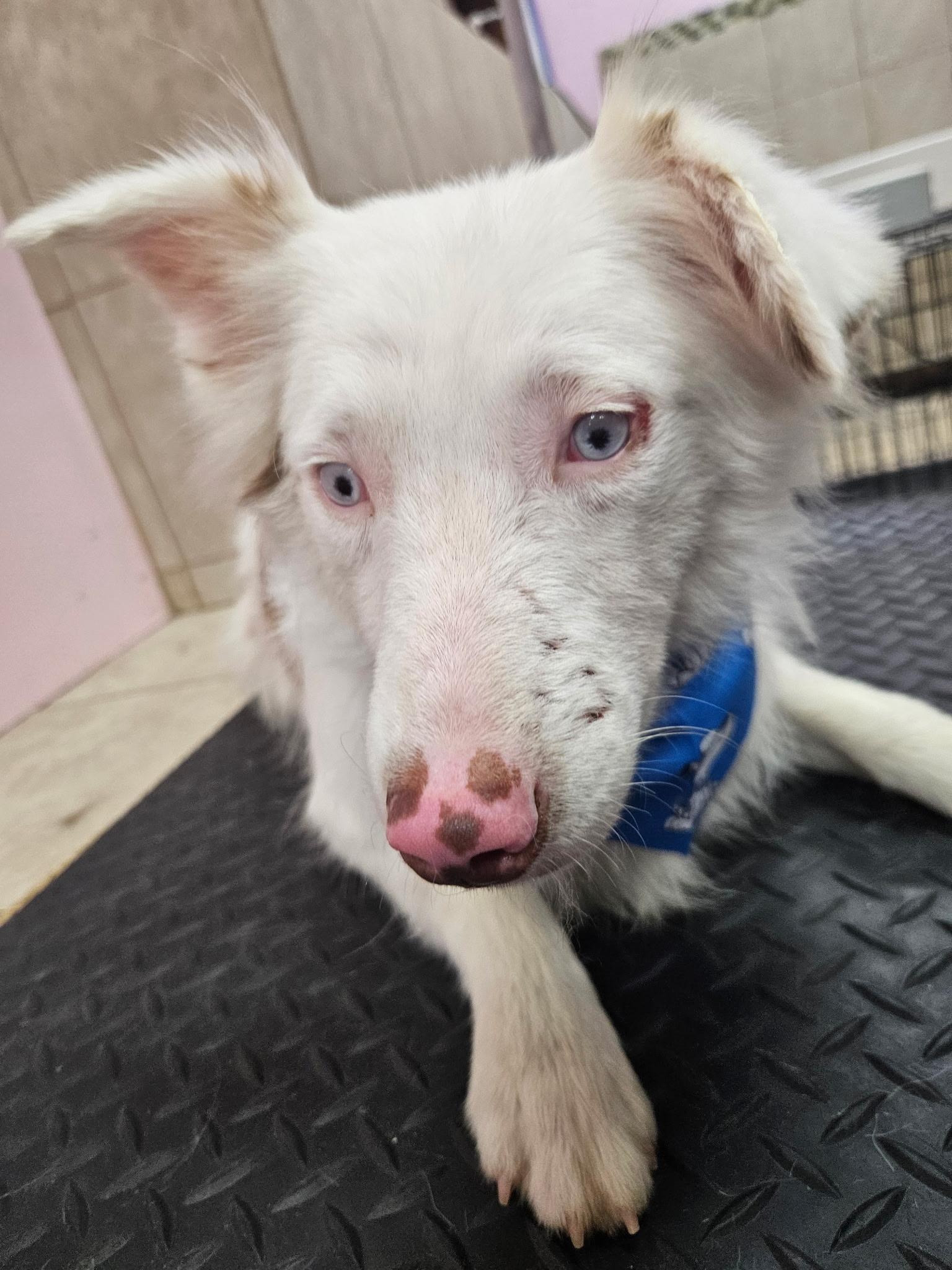 Cedar James (DM), Adoptable, Adult Male Australian Shepherd.