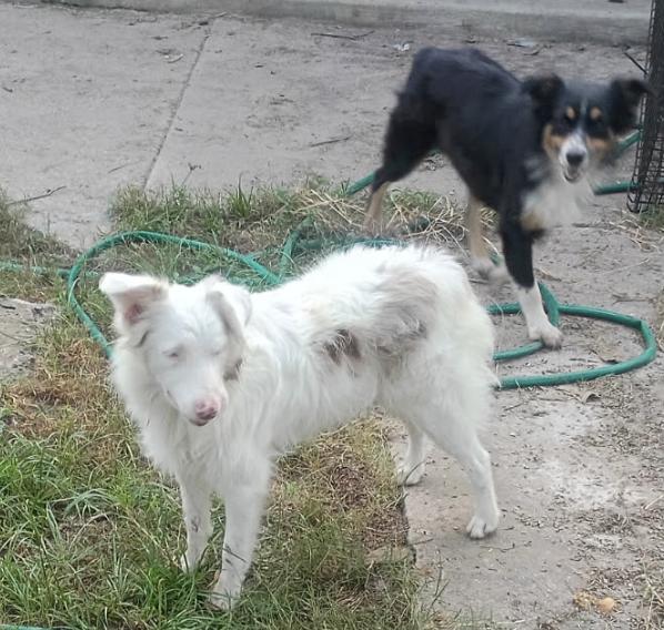Cedar James (DM), a Adoptable Australian Shepherd in Arlington, TX image 2/4