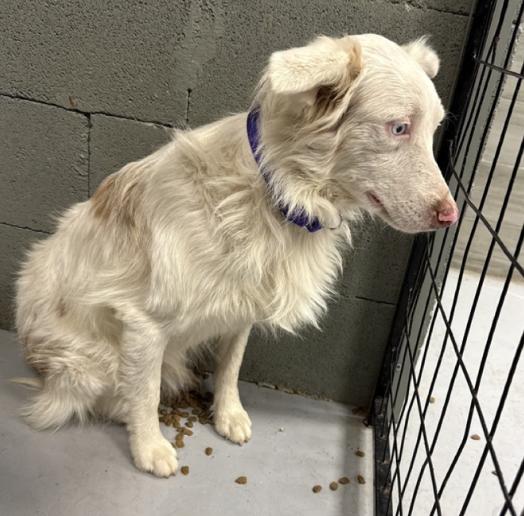 Cedar James (DM), a Adoptable Australian Shepherd in Arlington, TX image 3/4