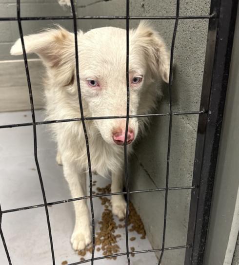 Cedar James (DM), a Adoptable Australian Shepherd in Arlington, TX image 4/4