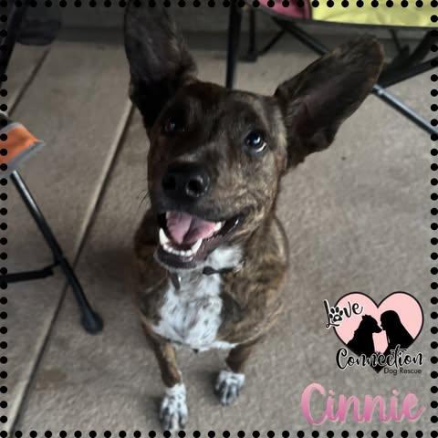 Cinnie, a ADOPTABLE mixed breed in Gilbert, AZ image 1/2