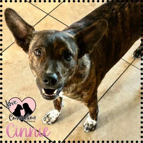 Enlarge Cinnie, a ADOPTABLE mixed breed in Gilbert, AZ image 1/1