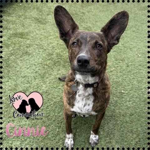 Cinnie, ADOPTABLE, Puppy Female Cattle Dog.