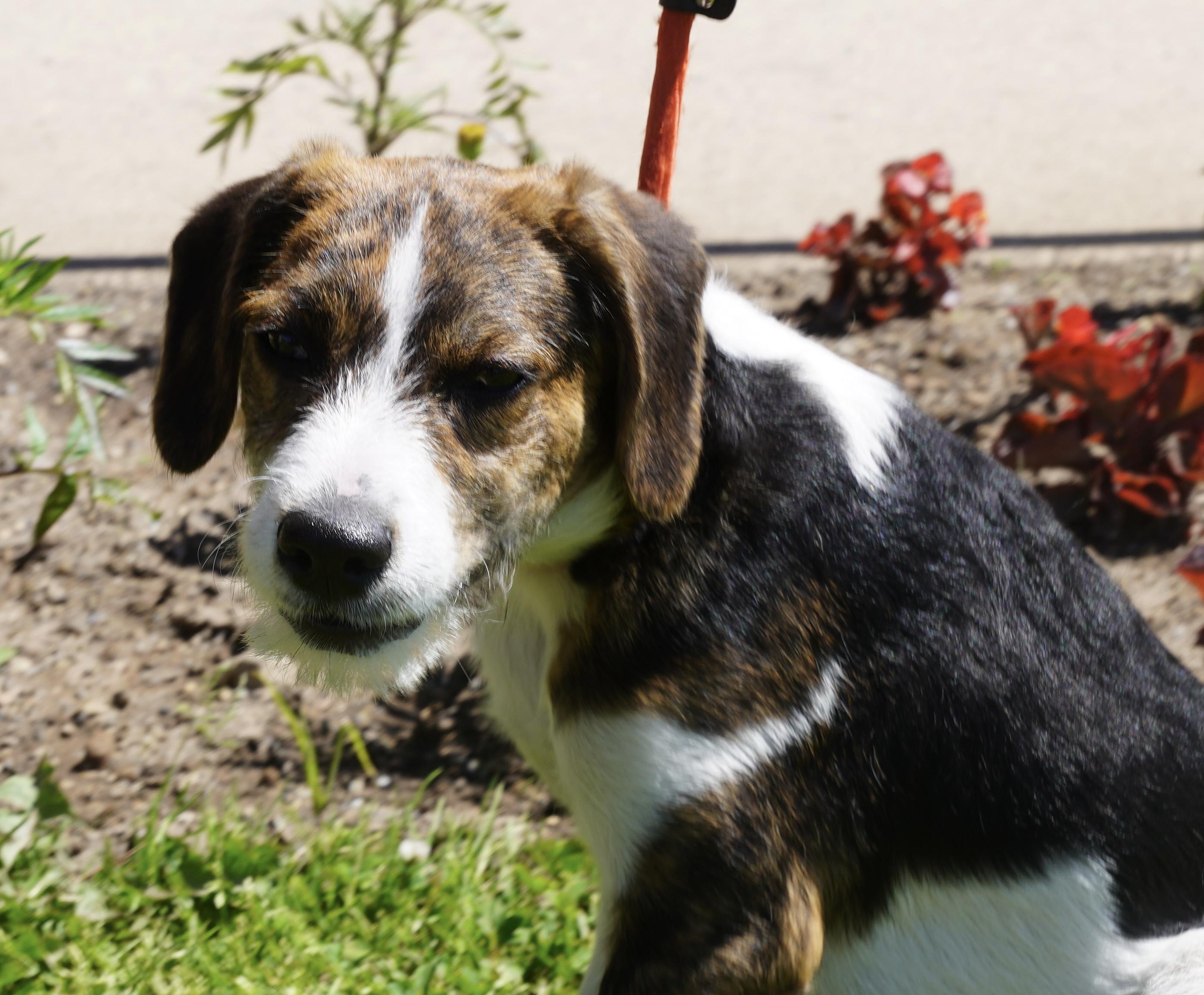 Colby, ADOPTABLE, Puppy Male Beagle.