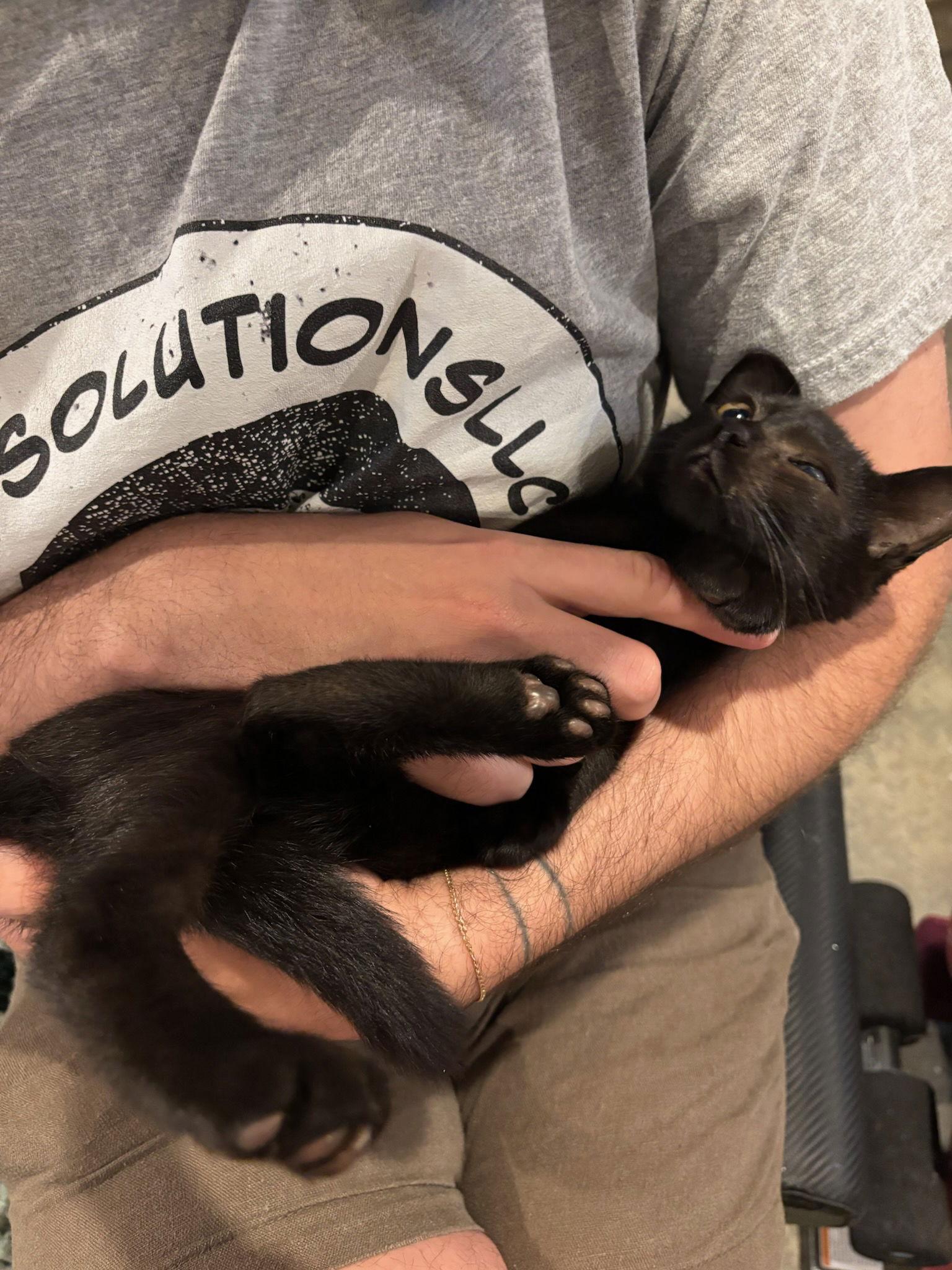 Enlarge Silkie, a Adoptable Domestic Short Hair in Rootstown, OH image 1/3