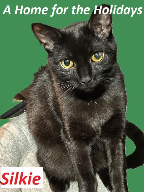 Enlarge Silkie, a Adoptable Domestic Short Hair in Rootstown, OH image 2/3