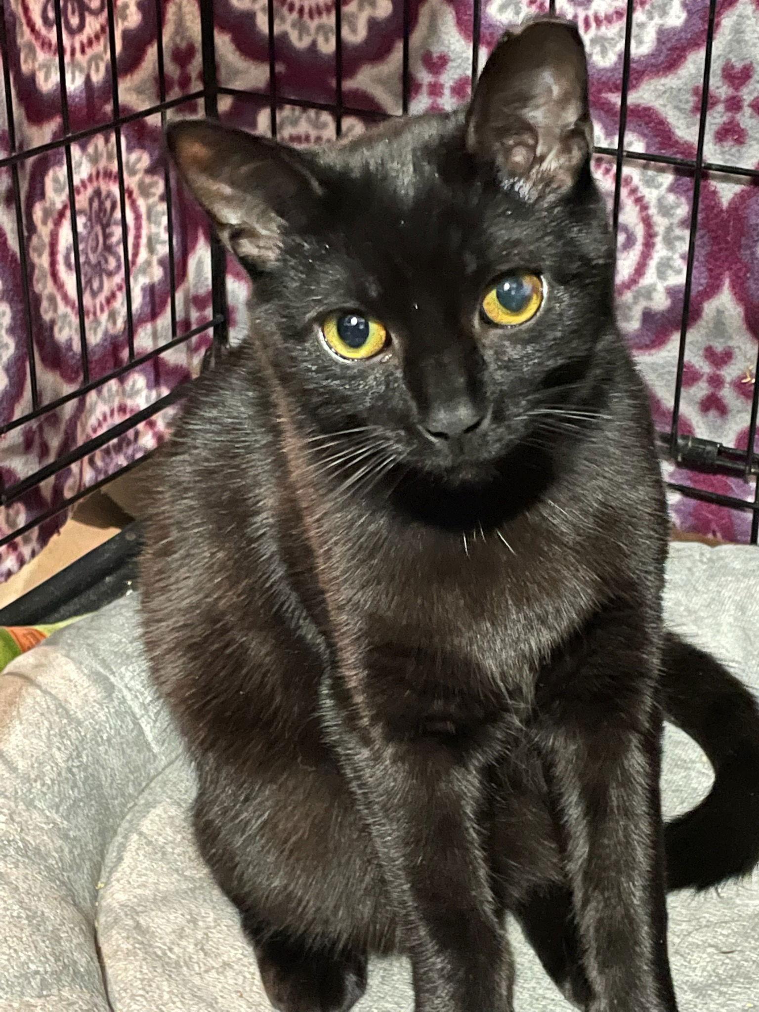 Enlarge Silkie, a Adoptable Domestic Short Hair in Rootstown, OH image 3/3