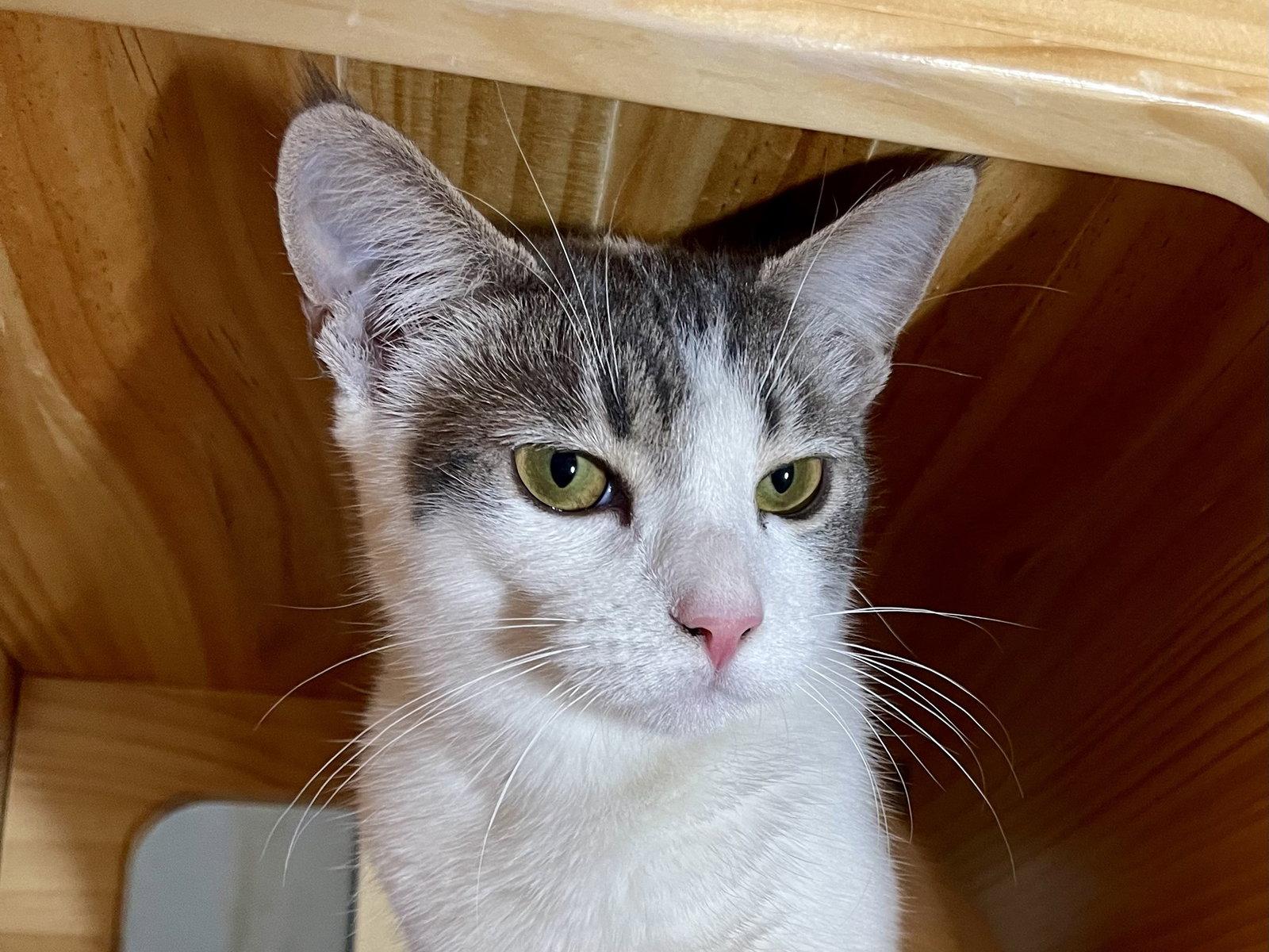 Pigeon (bonded with Duck), Adoptable, Young Female Domestic Short Hair.