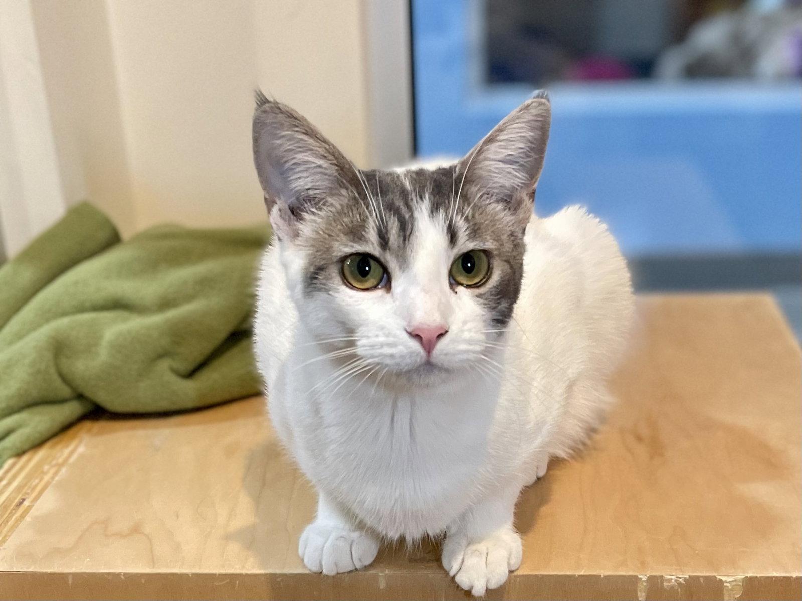 Enlarge Pigeon (bonded with Duck), a Adoptable Domestic Short Hair in Oakland, CA image 2/3