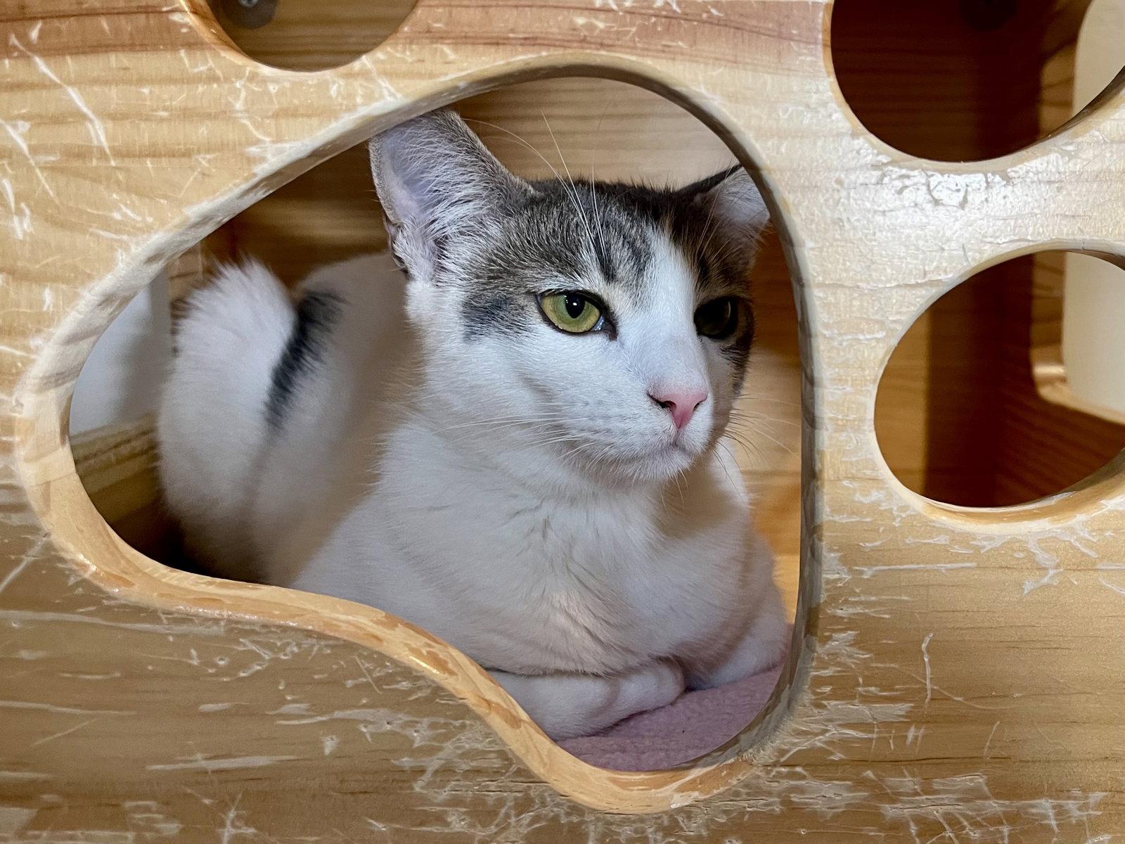 Enlarge Pigeon (bonded with Duck), a Adoptable Domestic Short Hair in Oakland, CA image 3/3