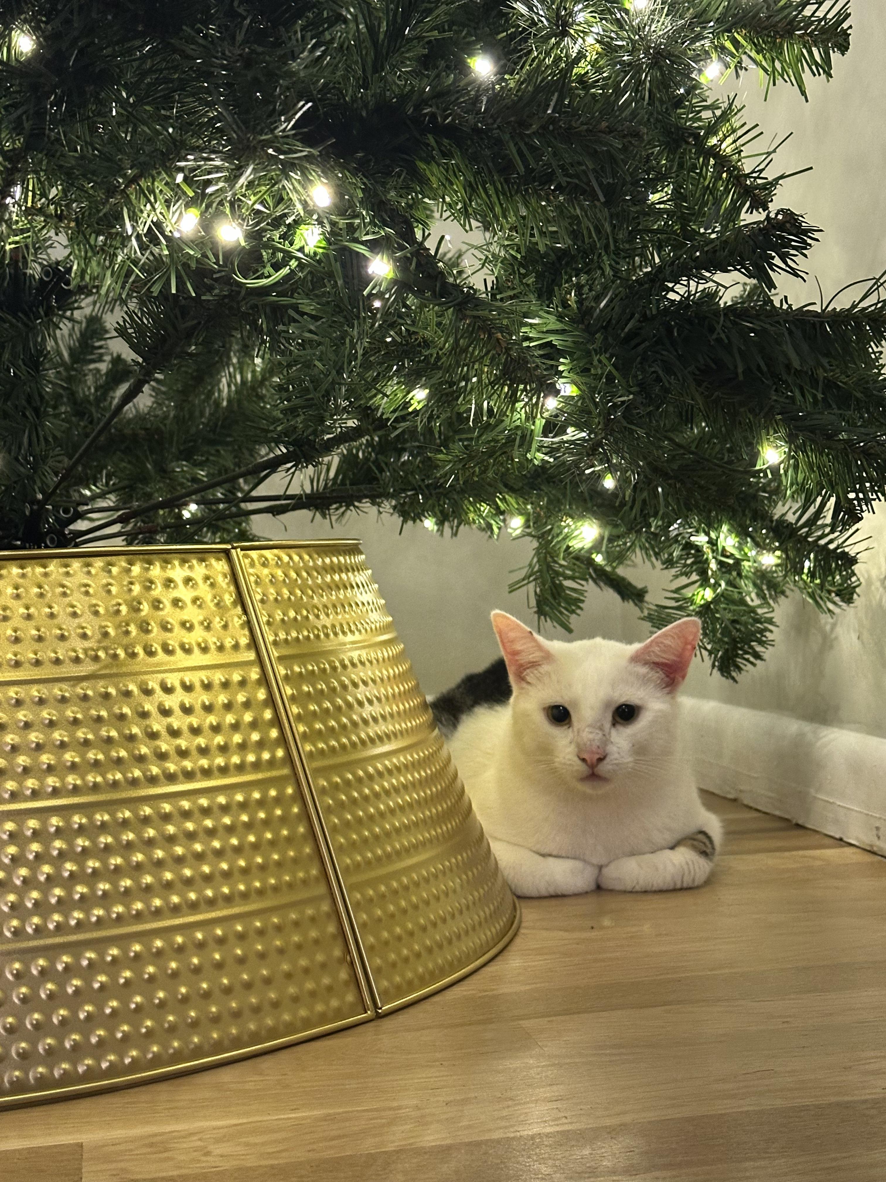 Enlarge Kyle, a ADOPTABLE Domestic Short Hair in Galloway, NJ image 1/5