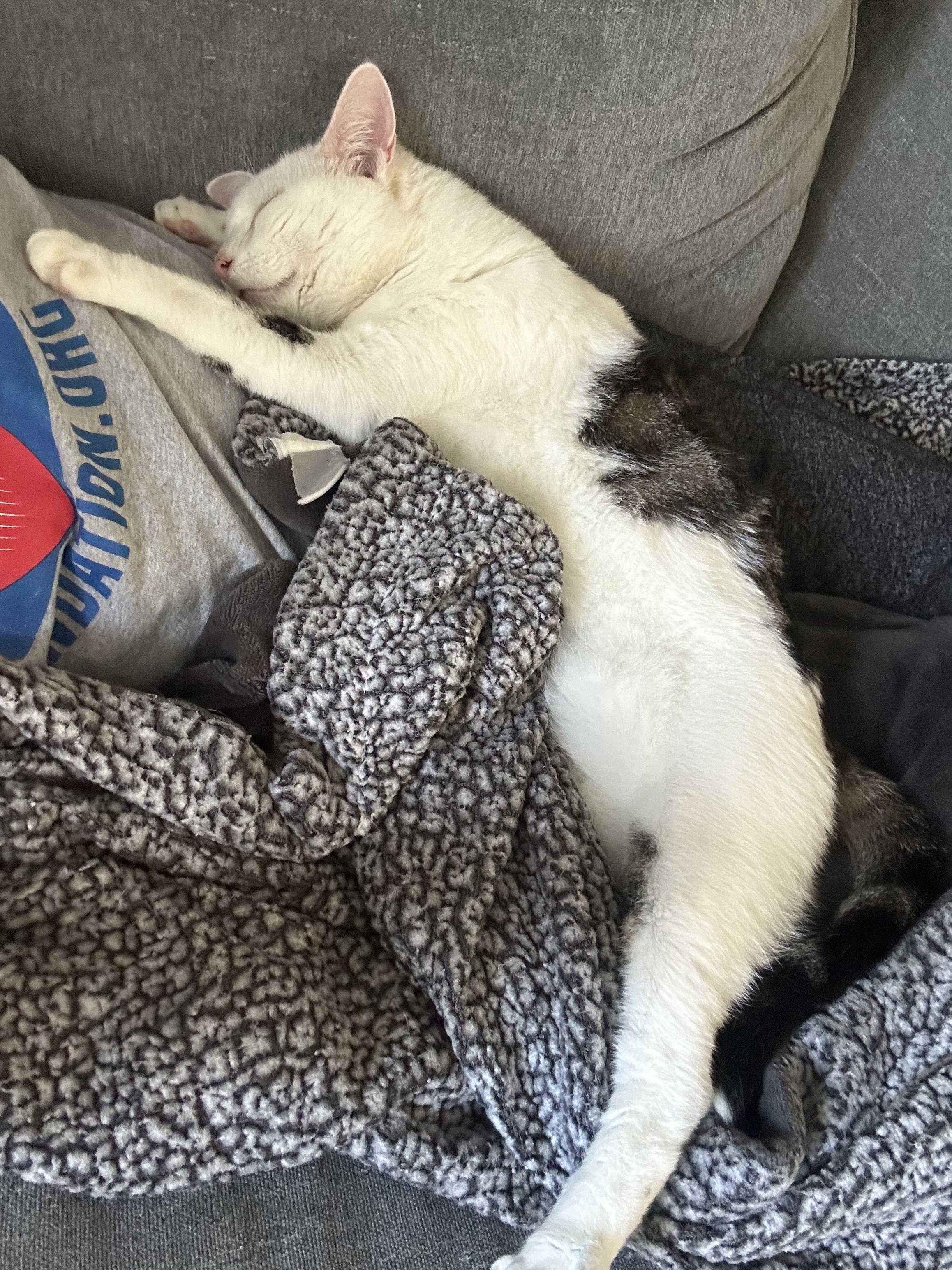 Enlarge Kyle, a ADOPTABLE Domestic Short Hair in Galloway, NJ image 2/5