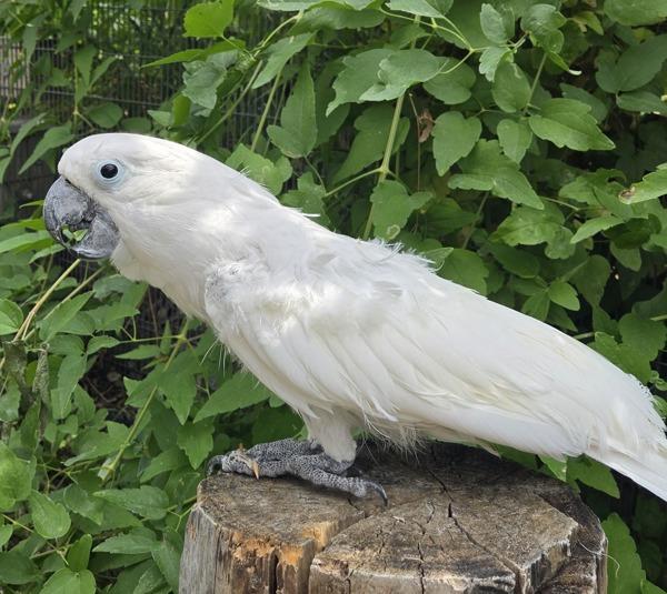 Enlarge Teak, a Adoptable Cockatoo in Elizabeth, CO image 1/1