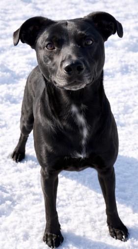 Hades, Adoptable, Adult Male Mixed Breed & Mixed Breed.