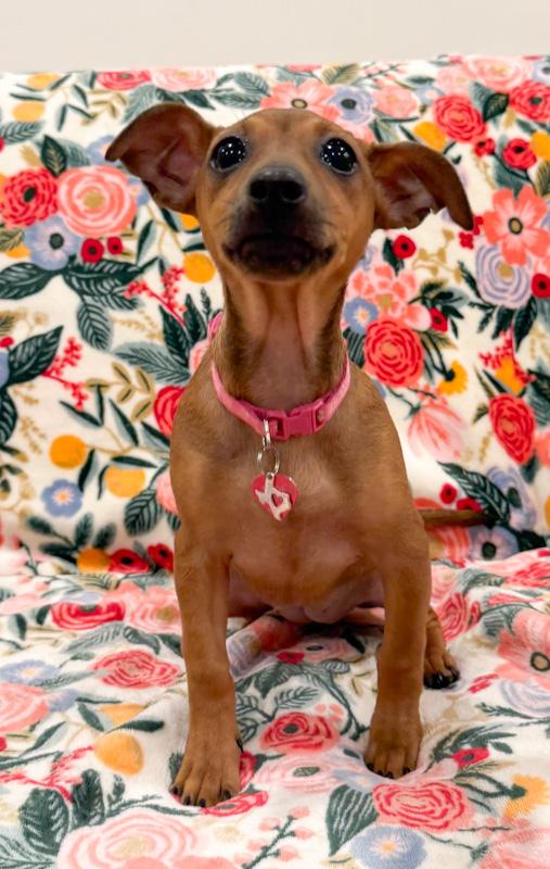 Enlarge Maizie, a ADOPTABLE mixed breed in Southport, CT image 4/6