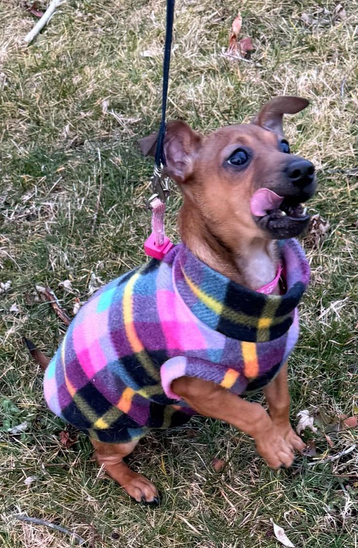 Enlarge Maizie, a ADOPTABLE mixed breed in Southport, CT image 5/6