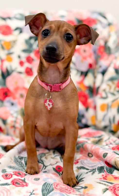 Enlarge Maizie, a ADOPTABLE mixed breed in Southport, CT image 3/6