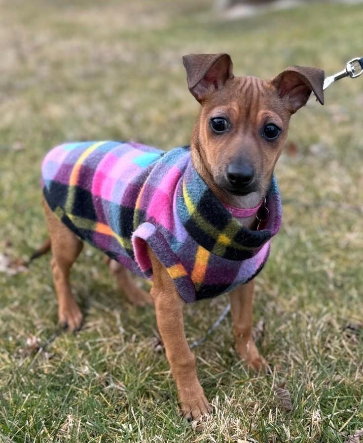 Enlarge Maizie, a ADOPTABLE mixed breed in Southport, CT image 1/6