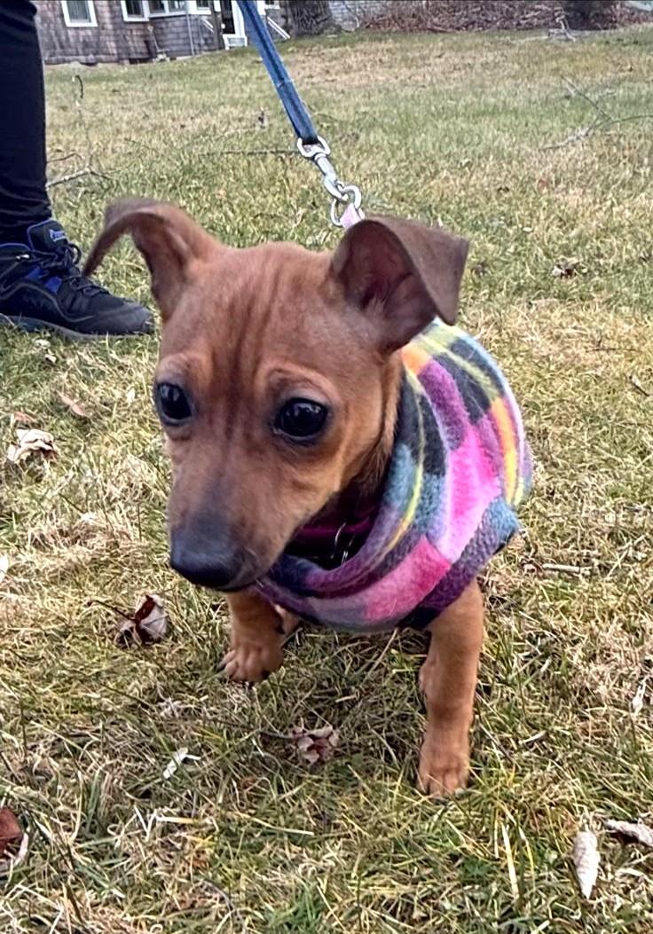 Enlarge Maizie, a ADOPTABLE mixed breed in Southport, CT image 2/6