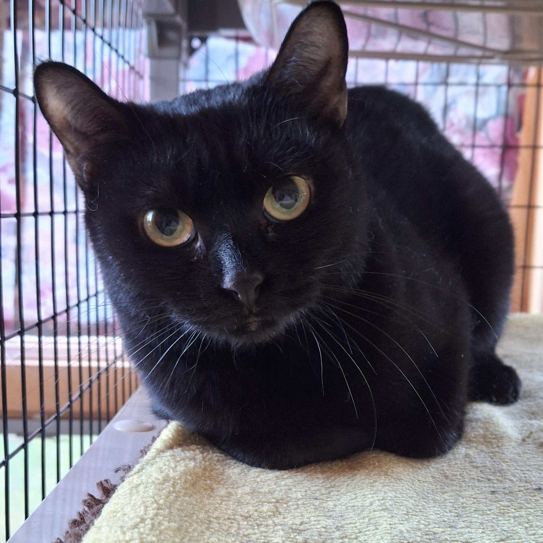 Enlarge Sheena, a Adoptable Domestic Short Hair in Littleton, NH image 1/2