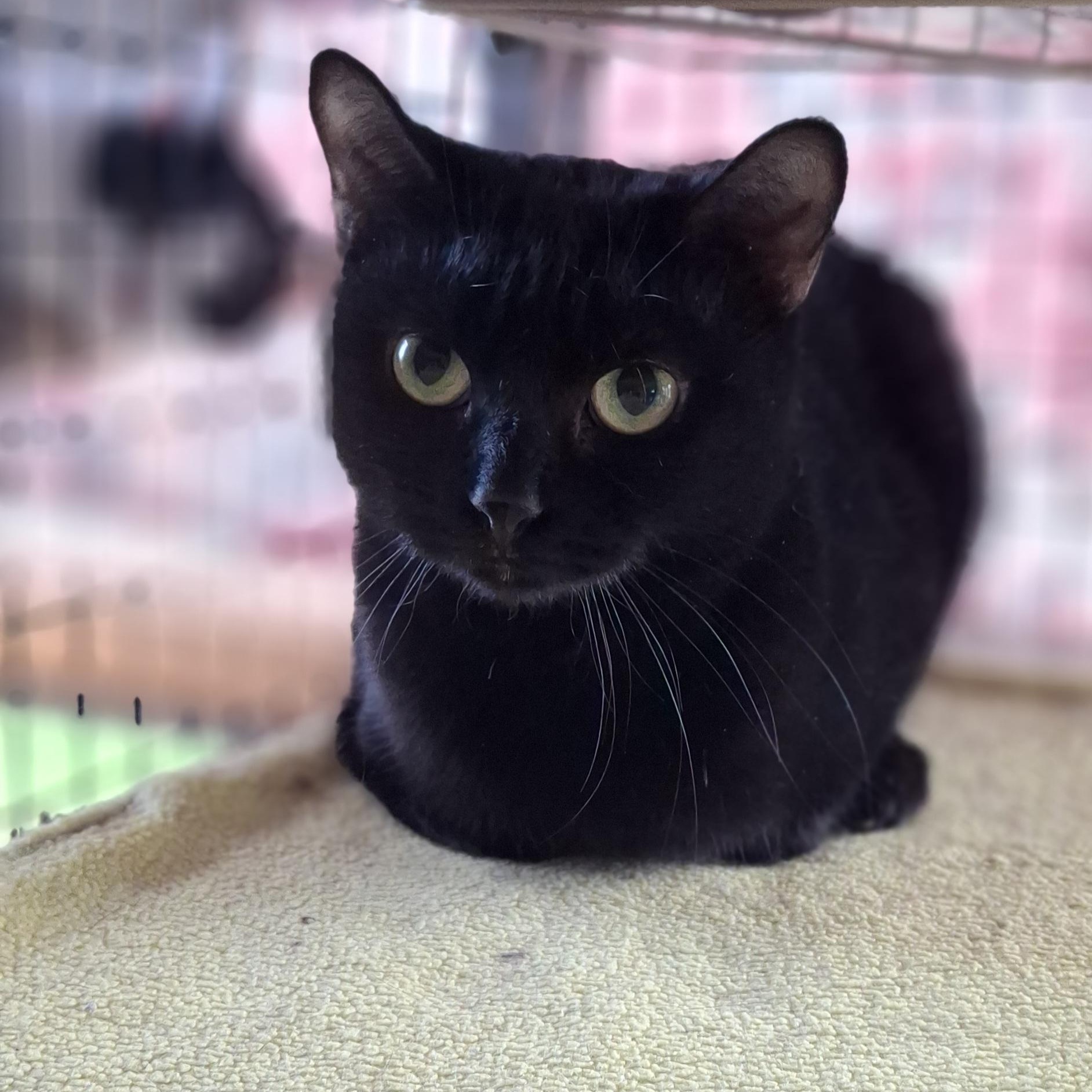 Enlarge Sheena, a Adoptable Domestic Short Hair in Littleton, NH image 2/2