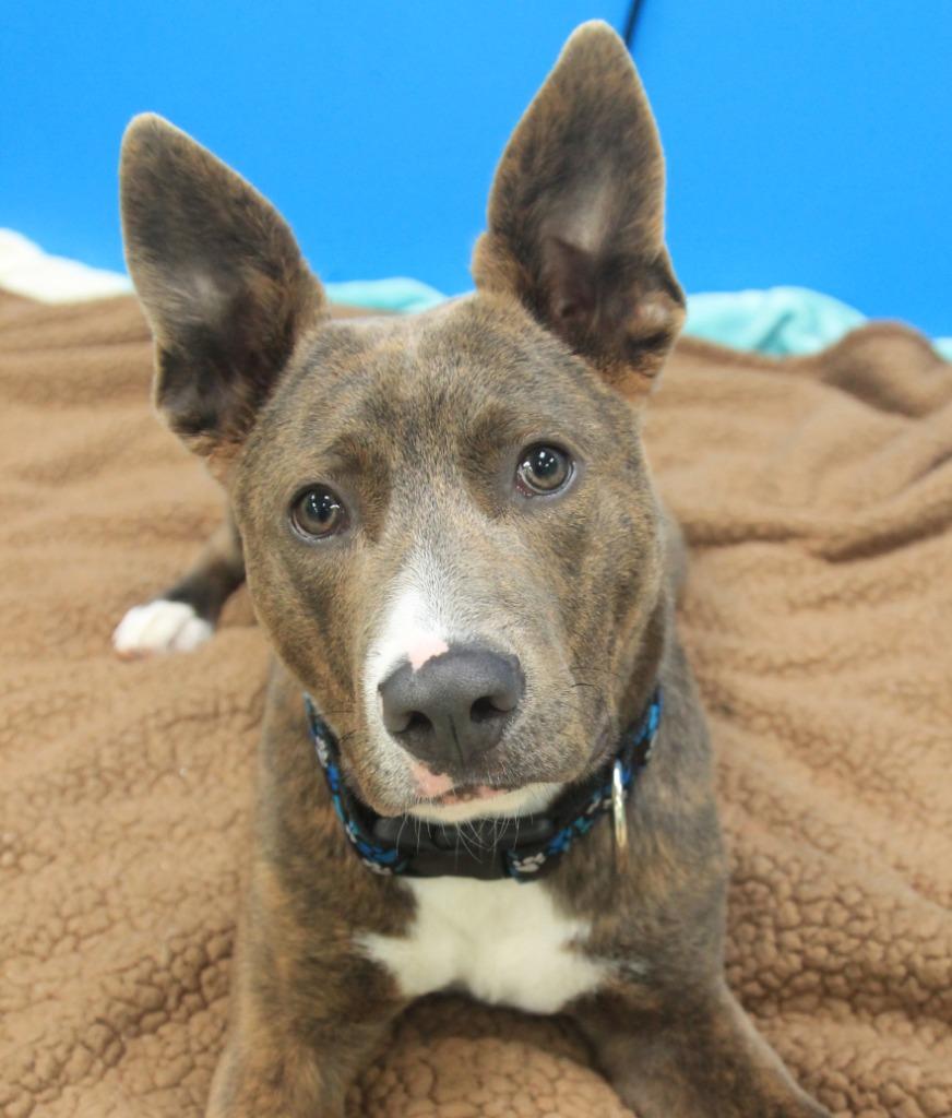 Maverick, Adoptable, Puppy Male Shepherd & Mixed Breed.