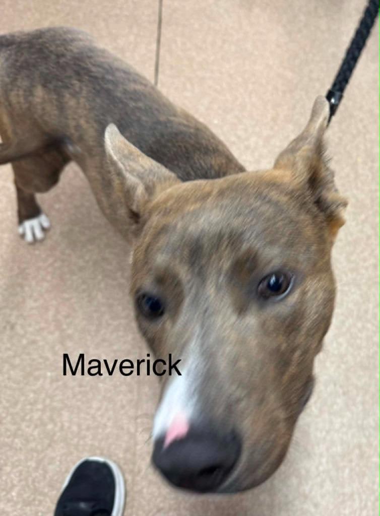 Maverick, a Adoptable mixed breed in Utica, MI image 2/2