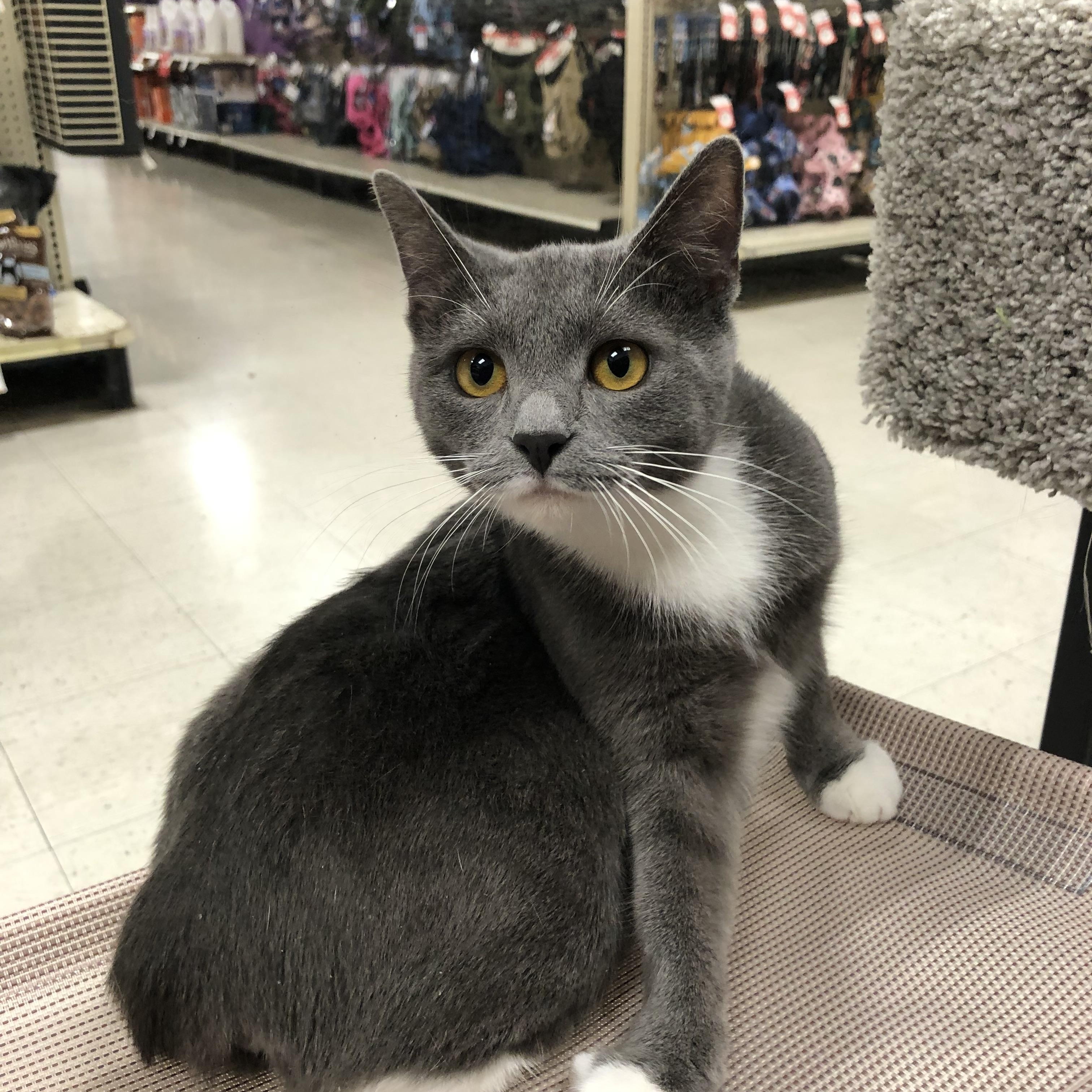 Keningston, Adoptable, Young Female Tuxedo.