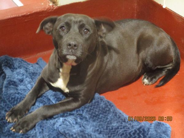 Enlarge Netty(827), a Adoptable mixed breed in Marietta, GA image 1/1