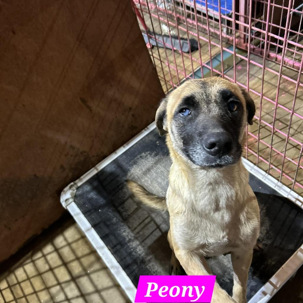 Peony, Adoptable, Adult Female Belgian Shepherd / Malinois & Beagle.
