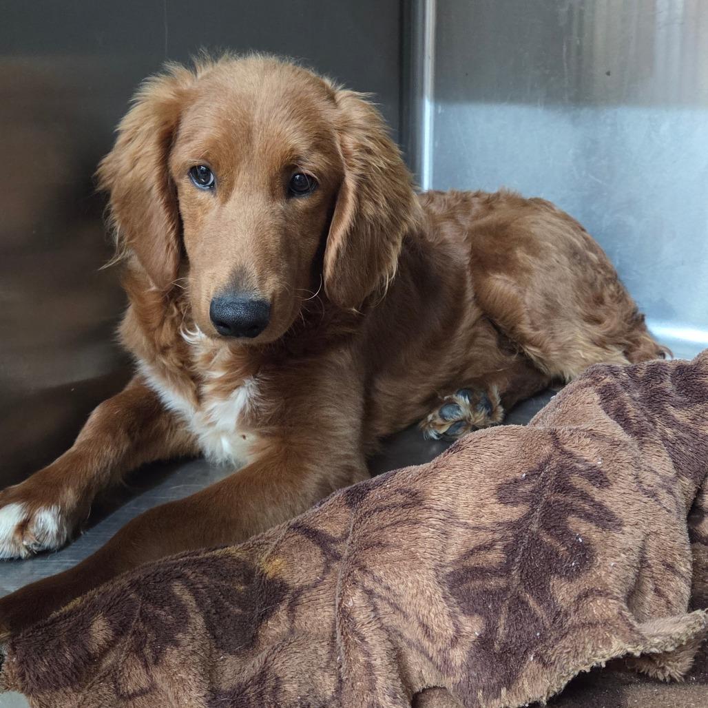 Henry, Adoptable, Puppy Male Setter & Poodle.
