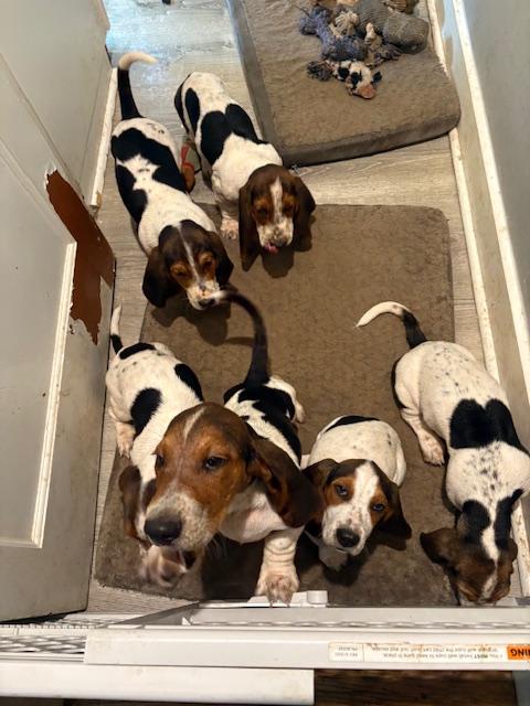 BHRL Male Puppies (3), a Adopted Basset Hound in Fort Washington, MD image 2/3
