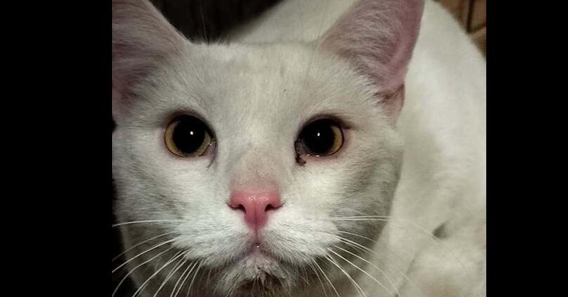 Enlarge Mischief, a Adoptable Domestic Short Hair in Boone, CO image 1/1