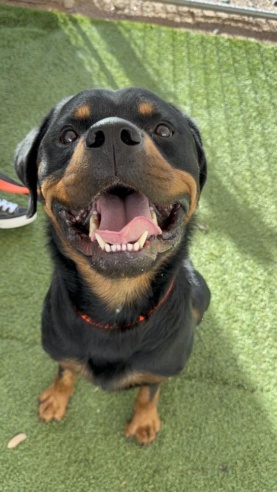 Zeke, Adoptable, Young Male Rottweiler.