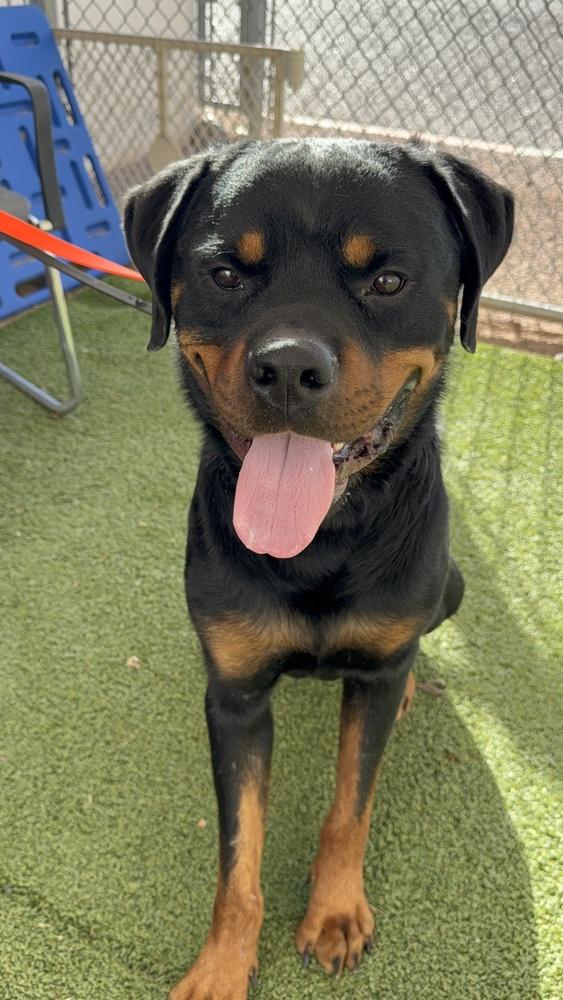 Enlarge Zeke, a Adoptable Rottweiler in Gilbert, AZ image 2/5