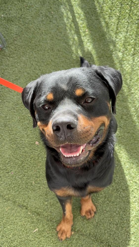 Enlarge Zeke, a Adoptable Rottweiler in Gilbert, AZ image 3/5