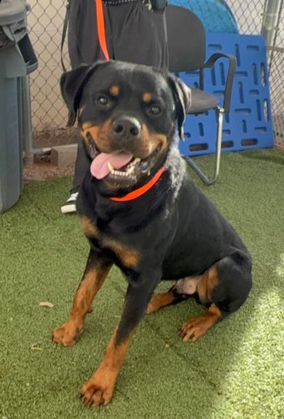 Enlarge Zeke, a Adoptable Rottweiler in Gilbert, AZ image 4/5